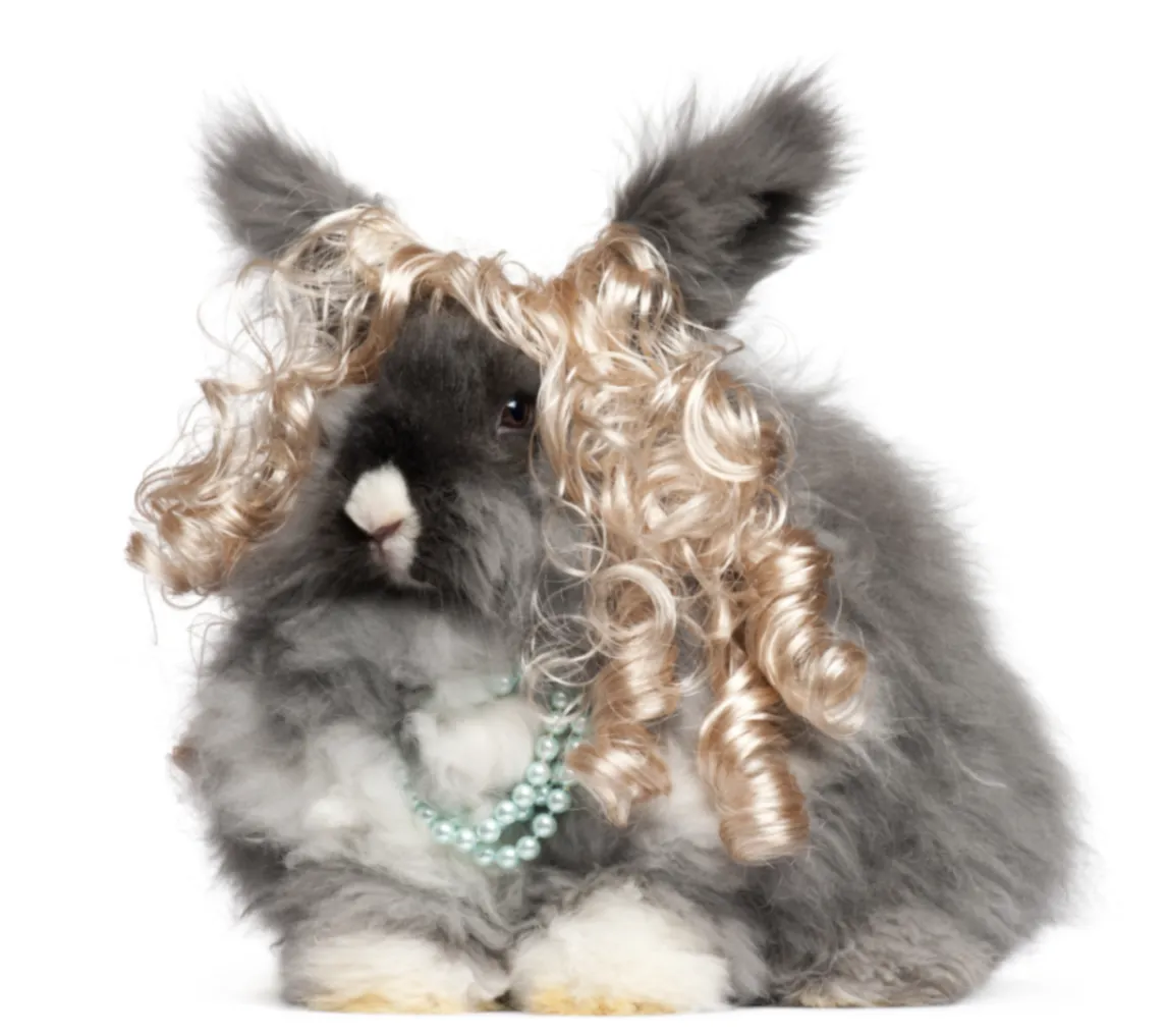 Adorable fluffy rabbit in a cozy setting